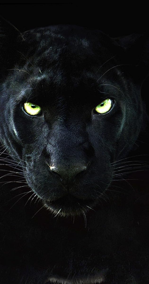 The Real Black Panther