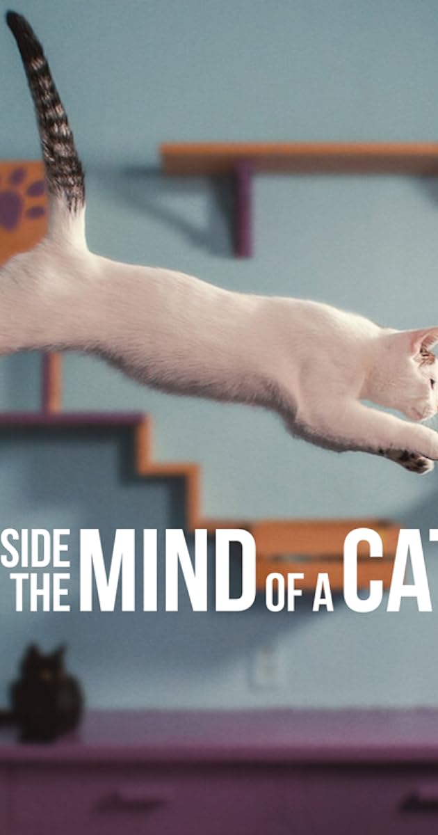 Inside the Mind of a Cat