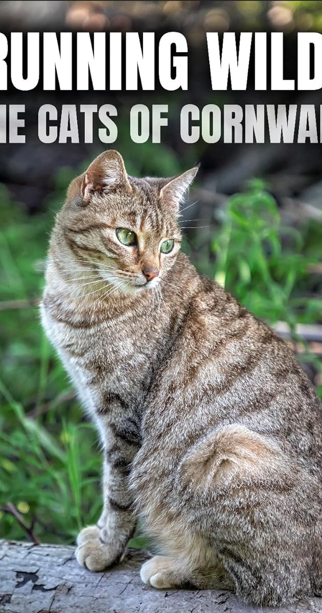 Running Wild: The Cats of Cornwall