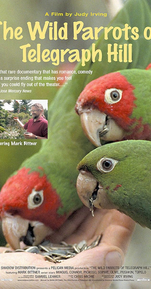 The Wild Parrots of Telegraph Hill